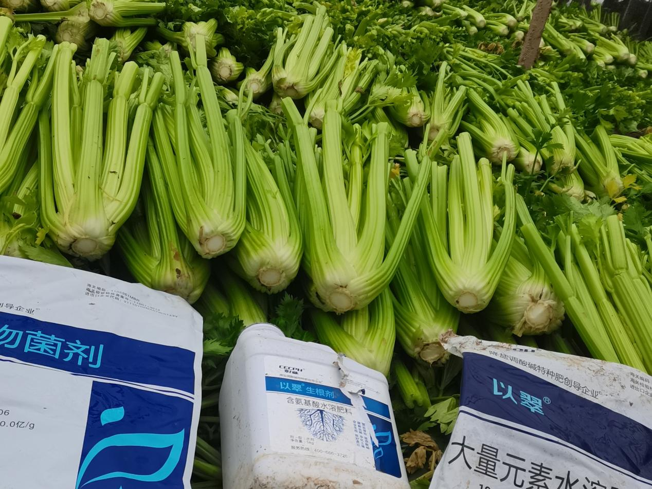 芹菜施什么肥料最好？建议收藏