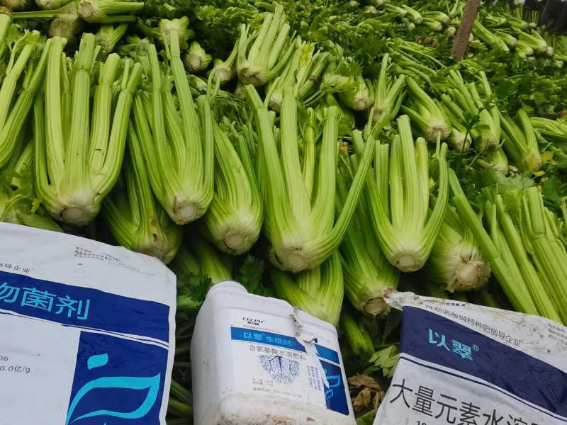 芹菜施什么肥料最好—以翠芹菜效果