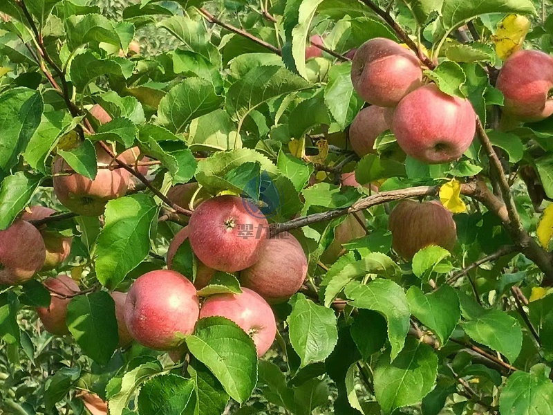 高钾水溶肥-以翠苹果效果