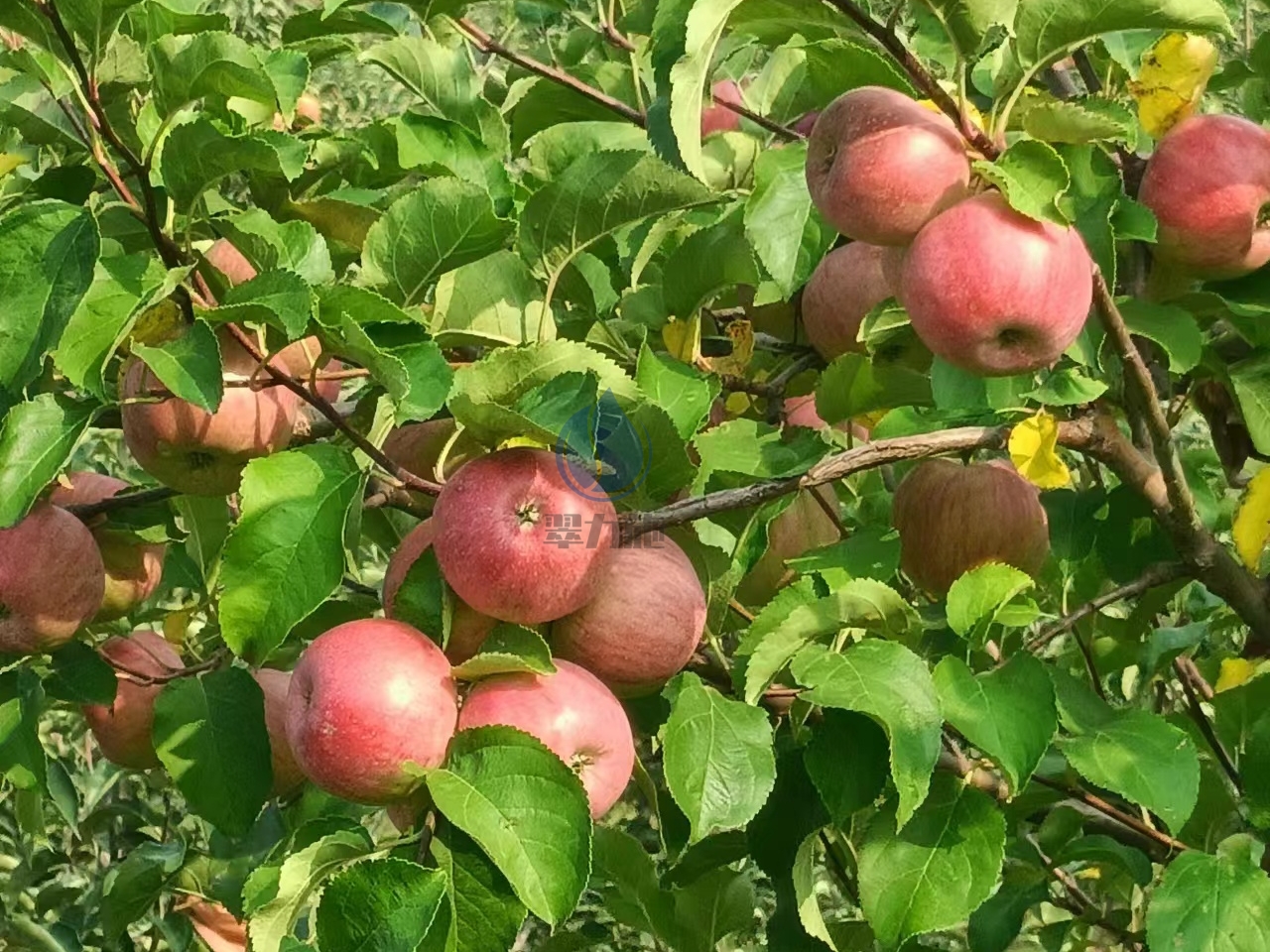 高钾水溶肥，提升果品少不了