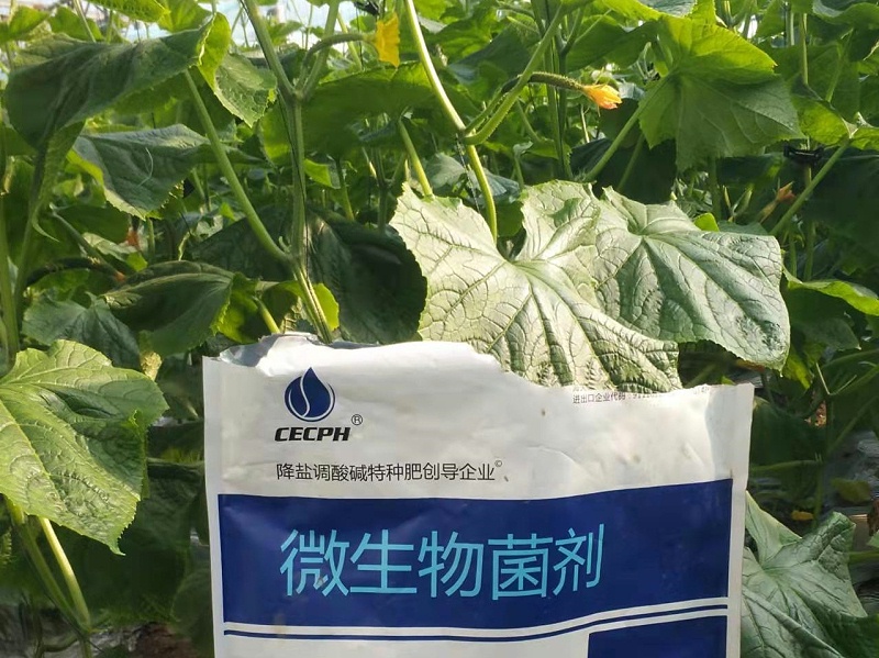 微生物菌剂-以翠黄瓜效果