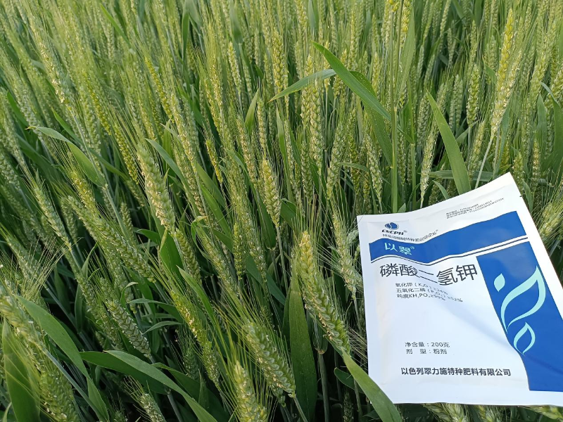 磷酸二氢钾-以翠小麦效果
