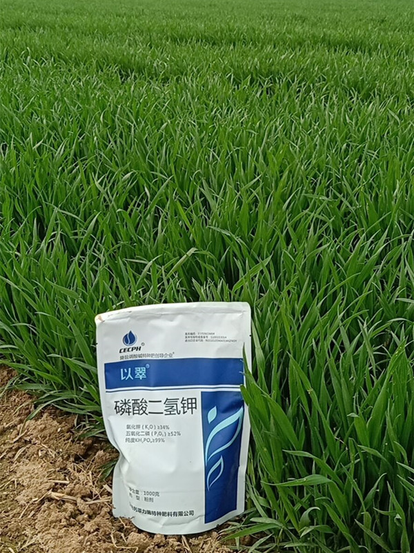 小麦施肥管理-以翠小麦
