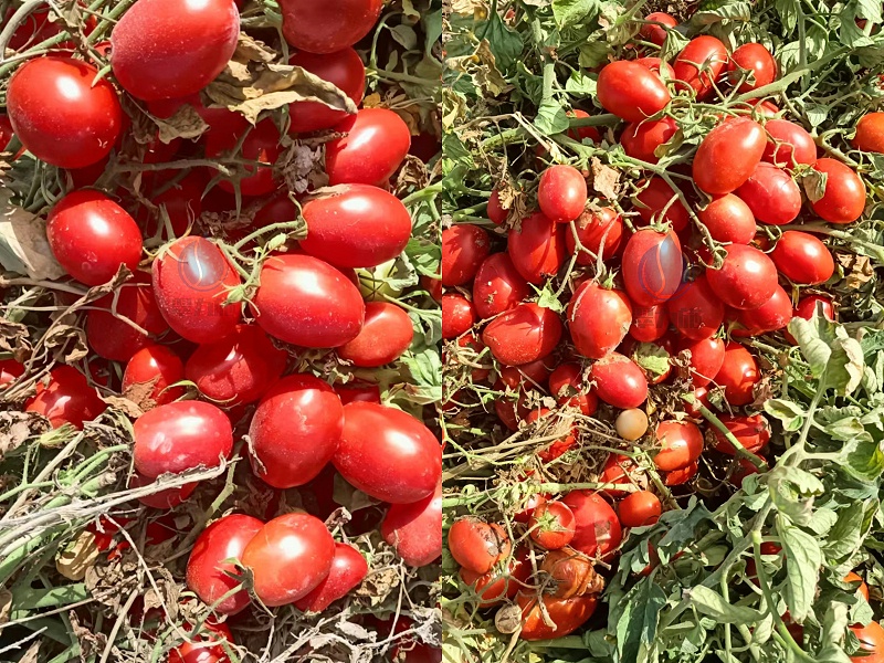 翠力施—新疆番茄效果