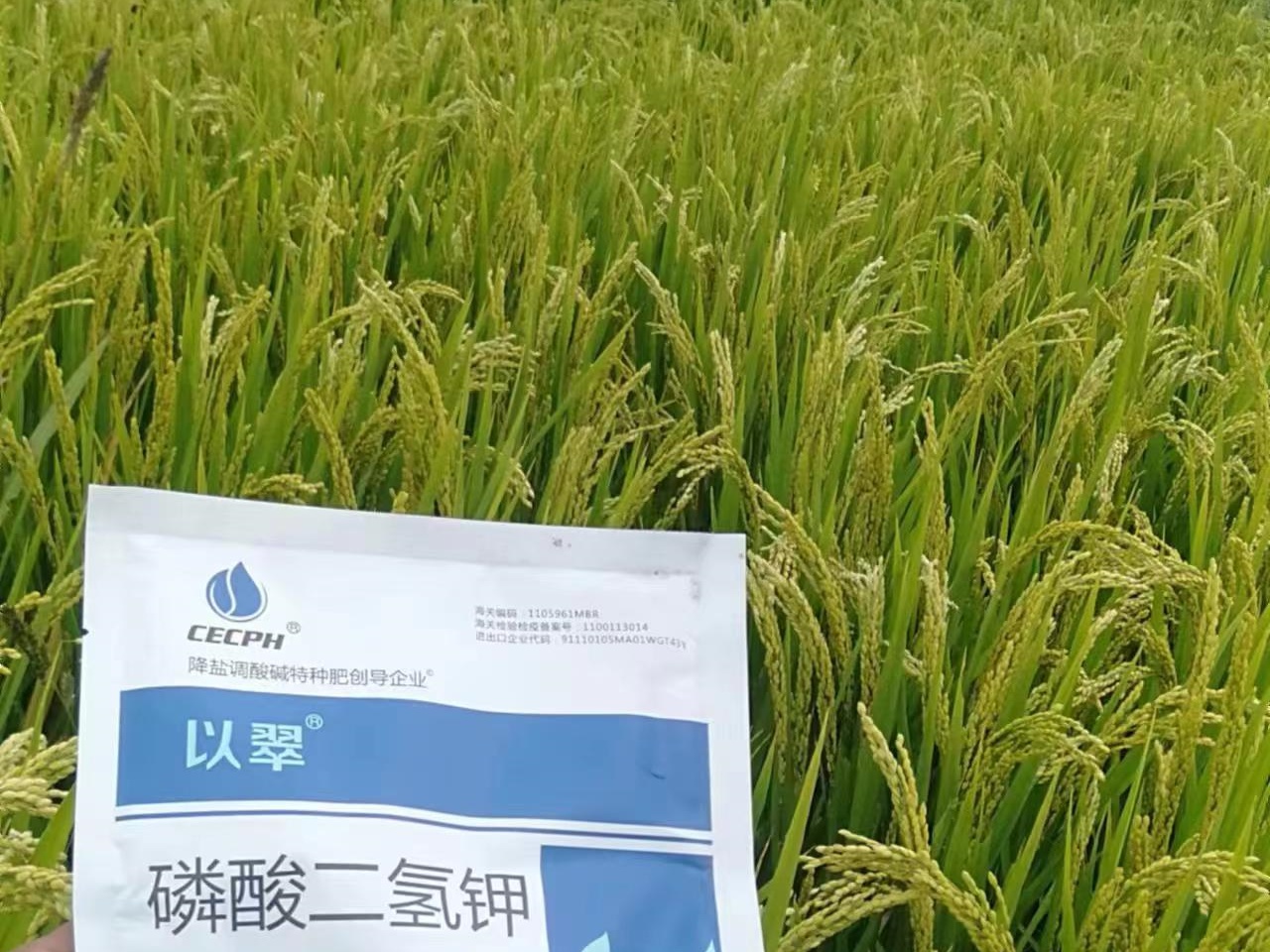 水稻什么时候施肥最好？