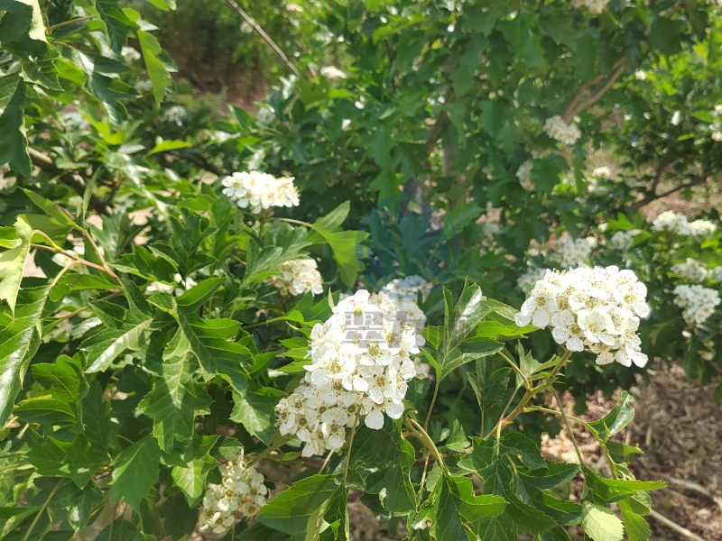 水溶肥厂家-以翠山楂效果